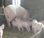 foto animali della fattoria,fattorie didattiche:maiali- i maialini vanno a bere il latte da mamma scrofa,maiale nero nel bosco,maiale da latte,agriturismi in provincia di varese,fattoria animali