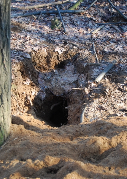 tana di coniglio..immagine di una tana nel bosco di minilepre..nel bosco  vicino alla fattoria vivono conigli e lepri tana di volpe..percorso  didattico per bambini nel bosco della fattoria didattica