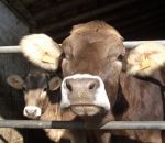 fattoria didattica per bambini con animali della fattoria,educazione ambientale sugli animali della fattoria,scuole in fattoria,percorsi didattici per bambini in fattoria