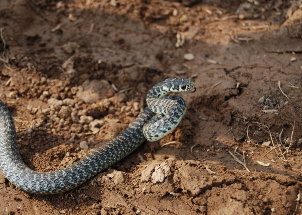 biscia della fattoriaimmagine di serpente in una