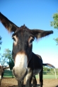 asino della fattoria..asininello nella fattoria didattica per bambini..asino in agriturismo con animali..somarello in una fattoria..