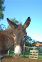 asina e asinello della fattoria..agriturismo con asini per bambini..b&b con animali..percorso didattico sugli asini per bambini