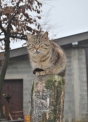 gatto a guardia della fattoria..gatto a caccia di topi..b&b in agriturismo con cani e gatti..gattino beve il latte di mamma micia