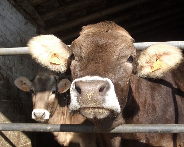 fattoria didattica per bambini con animali della f