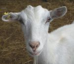 foto animali della fattoria,fattorie didattiche:capra-la capra è ghiotta di mais,con una buona alimentazione farà del buon latte.bere latte fresco appena munto nelle fattorie didattiche,agriturismi in provincia di varese,fattoria