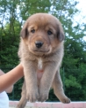 cucciolo di piccolo cane in fattoria..foto di cane nel prato dell afattoria..b&b con possibilità di portare cani e gatti in agriturismo..