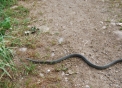 serpente sul prato della fattoria..biacco serpente che striscia..marasso serpente o biscia vive nel prato della fattoria..le bisce mangiano i topi dannosi all'agricoltura,serpente striscia sul campo