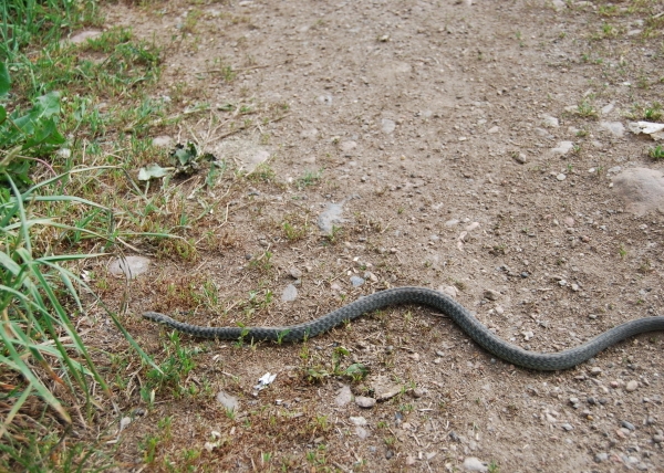 serpente sul prato della fattoriabiacco serpente