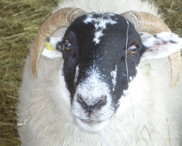 Immagini di Pecore e agnelli 
