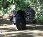 foto animali della fattoria,fattorie didattiche: tacchino-il tacchino ,pollaio con la sua grande coda attira le femmine , le tacchine.Dovremmo tutti andare nelle fattorie didattiche a bere latte fresco appena munto,agriturismi in provincia di varese,fatto