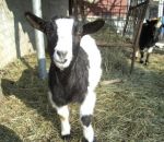 foto animali della fattoria,fattorie didattiche:capra-la capretta essendo un mammifero produce del buon latte.Tutti dovremmo bere il latte fresco appena munto nelle fattorie didattiche,agriturismi in provincia di varese,fattoria animali