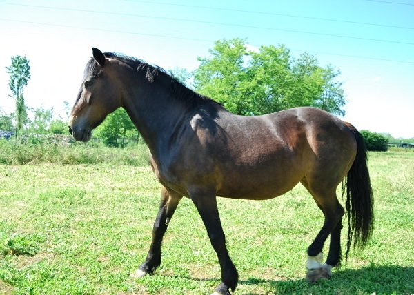 VIDEO ANIMALI DELLA FATTORIA