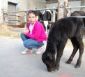 festa in fattoria..sagra della bufala..domenica in fattoria..festa per bambini in fattoria..festa nella fattoria delle bufale..festa in una fattoria con animali