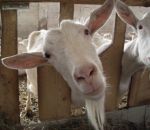 foto animali della fattoria,fattorie didattiche:capre-la capretta ha la barbetta, capra di razza saanen produce tanto latte.Tutti dovremmo bere latte fresco appena munto in fattoria didattica,agriturismi in provincia di varese,fattoria animali