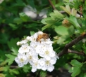 ape sul fiore..insetto ape vola di fiore in fiore..ape bottinatrice sul fiore..ape in cerca di polline..ape insetto pronubo utile all'impollinazione delle piante..