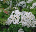 arbusto in fiore di biancospino..negli arbusti della siepe vivono insetti utili e nidificano uccelli..cespuglio di arbusto in fattoria didattica..biancospino in fiore..