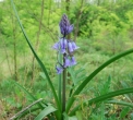 fiori viola a campanella nel bosco della fattoria..percorso didattico nel bosco per le scuole..impariamo i fiori e le piante e le tracce degli animali