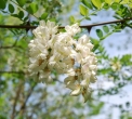 fiore di acacia..acacia in fiore..fiori profumati di acacia..dai fiori di acacia o robinia le api producono buon miele