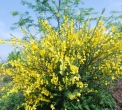 fiore di brughiera..nella brughiera crescono fiori e piante..fiore di ginestra..ginestra arbusto della brughiera