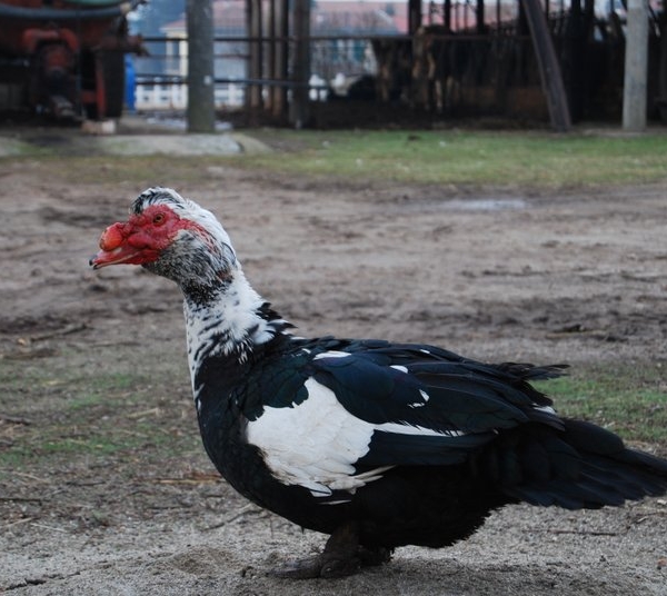 anatra della fattoriaanatra muta maschiole fem