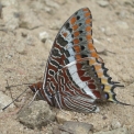 farfalla..farfallina..farfalla in volo..farfalla sul fiore della fattoria..farfalla charaxes di origine tropicale..farfalla colorata con spiritromba..