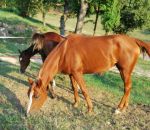 foto cavallo,immagine cavallo puledro stallone fattrice,femmina del cavallo fattrice,maschio del cavallo stallone,piccolo del cavallo puledro,fattorie didattiche scuole in fttoria didattica