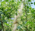 yponomeuta..immagine di iponomeuta su alberi..parassita iponomeuta con larve e tela sulle foglie..insetto dannoso alle colture iponomeuta