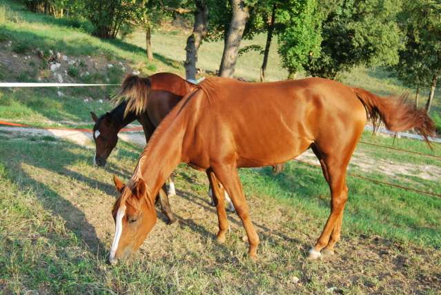foto cavalloimmagine cavallo puledro stallone fat