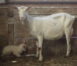 foto animali della fattoria,fattorie didattiche:capra-nina la capretta ha partorito un bel capretto che si alzerà in piedi per bere il latte. bere tanto latte fresco appena munto nelle fattorie didattiche,agriturismi in provincia di varese,fattoria animal