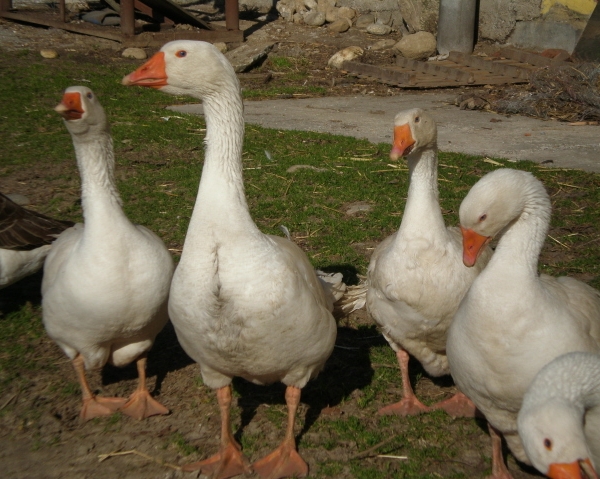 FATTORIA DIDATTICA nellAGRITURISMO LA VIGNA a Lom