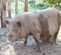 animali dell'agriturismo la vigna...fattoria con animali in agriturismo in provincia di como..didattica in fattoria a milano..