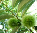 frutto del castagno o achenio..castagno in fattoria..albero di castagno in fattoria didattica..castagne sull'albero,frutto castagno,castagno malattie,riccio castagno