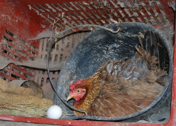 gallina mentre cova le uovaamericanella piccola 