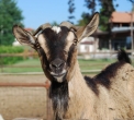 agrigelateria a carnago in fattoria..gelateria con parco giochi per bambini a carnago..gelateria per bambini in valdarno in provincia di varese..gelateria con animali della fattoria..