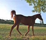 foto cavallo,immagine cavallo stallone,la fattrice allatta il puledro,cavallo arabo,scuole in fattoria didattica fattoria aperta a tutti i bambini