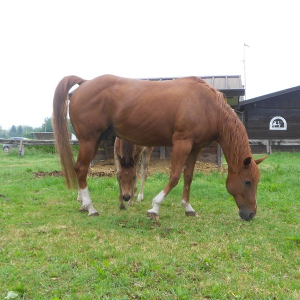 cavallo in fattoriacavallo con puledro in fattor