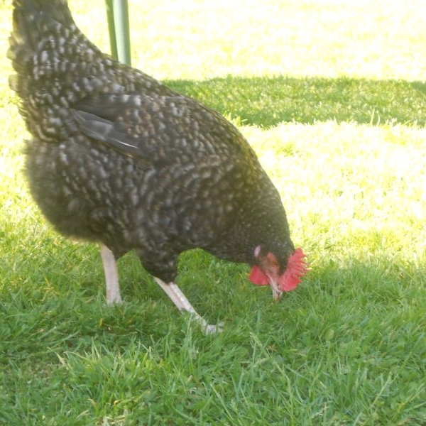 gallina della fattoriagallina in un agriturismo