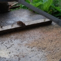 topo in fattoria..topolino della fattoria..foto di ratto in fattoria..ratto o topo roditore dannoso in fattoria..educazione ambientale in fattoria,topo cosa mangia,topo malattie