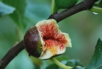 pianta di fico,frutto di fico,fiore di fico,albero di fico in fattoria