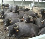 foto animali della fattoria,fattorie didattiche:bufale-con il nostro latte si fà dell'ottima mozzarella.Bere ilo latte fresco appena munto dai distributori di latte.agriturismi in provincia di varese,fattoria animali