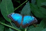 insetto in fattoria,farfalla adulta immagine,foto di farfalla colorata