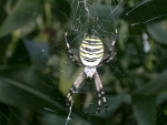 ragno in fattoria,ragnatela con ragno,ragno della fattoria didattica,argiope bruennichi aracnide