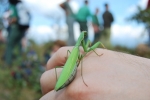 mantide religiosa immagine,mantide religiosa in fattoria didattica,foto di mantide religiosa