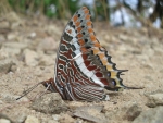 immagine di farfalla colorata,farfallina della fattoria,fattoria didattica con farfalle