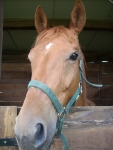 cavallo nel box del maneggio della fattoria,maneggio con cavalli in fattoria,educazione ambientale per bambini con cavalli