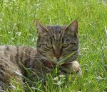 foto animali della fattoria,fattorie didattiche:gatto-camilla la gattina fà le fusa, dovremmo bere del buon latte fresco appena munto,agriturismi in provincia di varese,fattoria animali