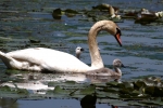 cigno reale immagine,foto di cigno con pulcini,mamma cigno con piccoli,agriturismo cigno reale,fattoria didattica cigno,cigno in volo sul lago