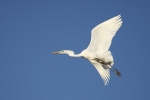 airone bianco immagine,foto di airone bianco,airone bianco in volo sulla fattoria,agriturismo airone bianco