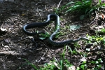 biacco immagine,serpente biacco,rettile biacco,serpe biacco,biacco serpente in fattoria,agriturismo biacco,biscia biacco