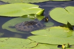 tartaruga acquatica immagine,tartaruga d'acqua in fattoria,agriturismo tartaruga,tartaruga acquatica nel  laghetto o stagno,